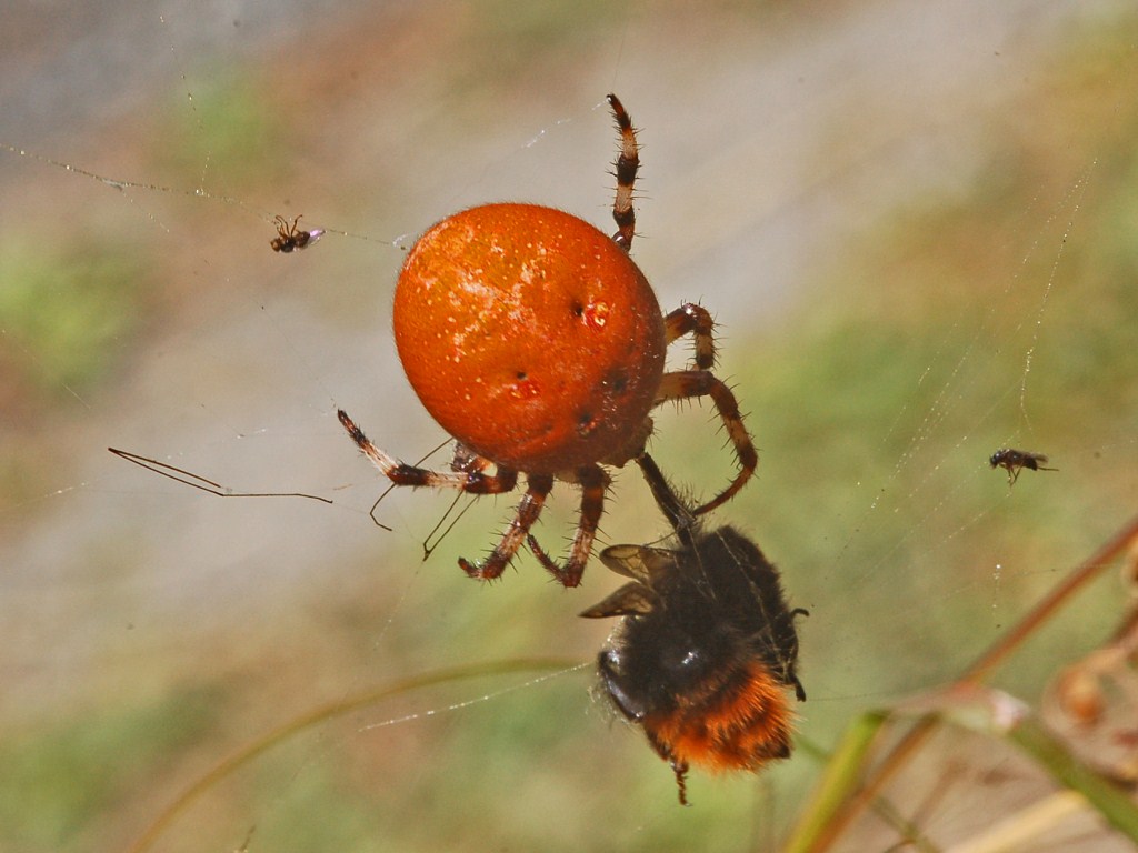 Araneus quadratus